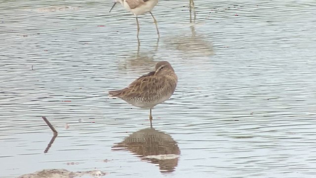 langnebbekkasinsnipe - ML614773913
