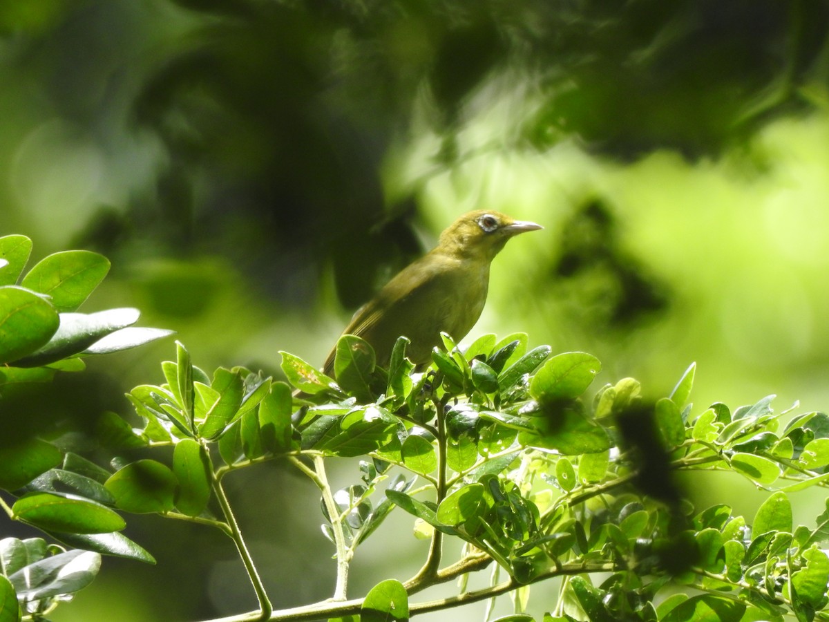 Lemon-bellied White-eye - ML614773973