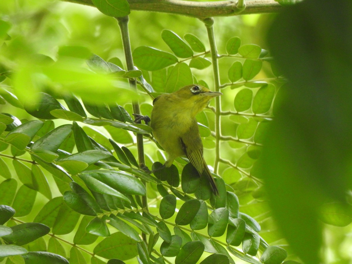 Lemon-bellied White-eye - ML614773974