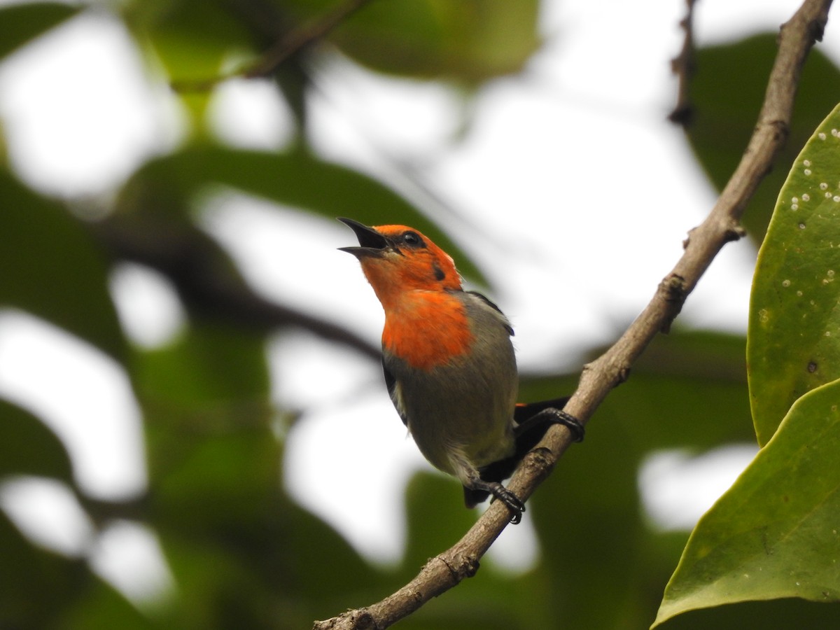 Scarlet-headed Flowerpecker - ML614773984