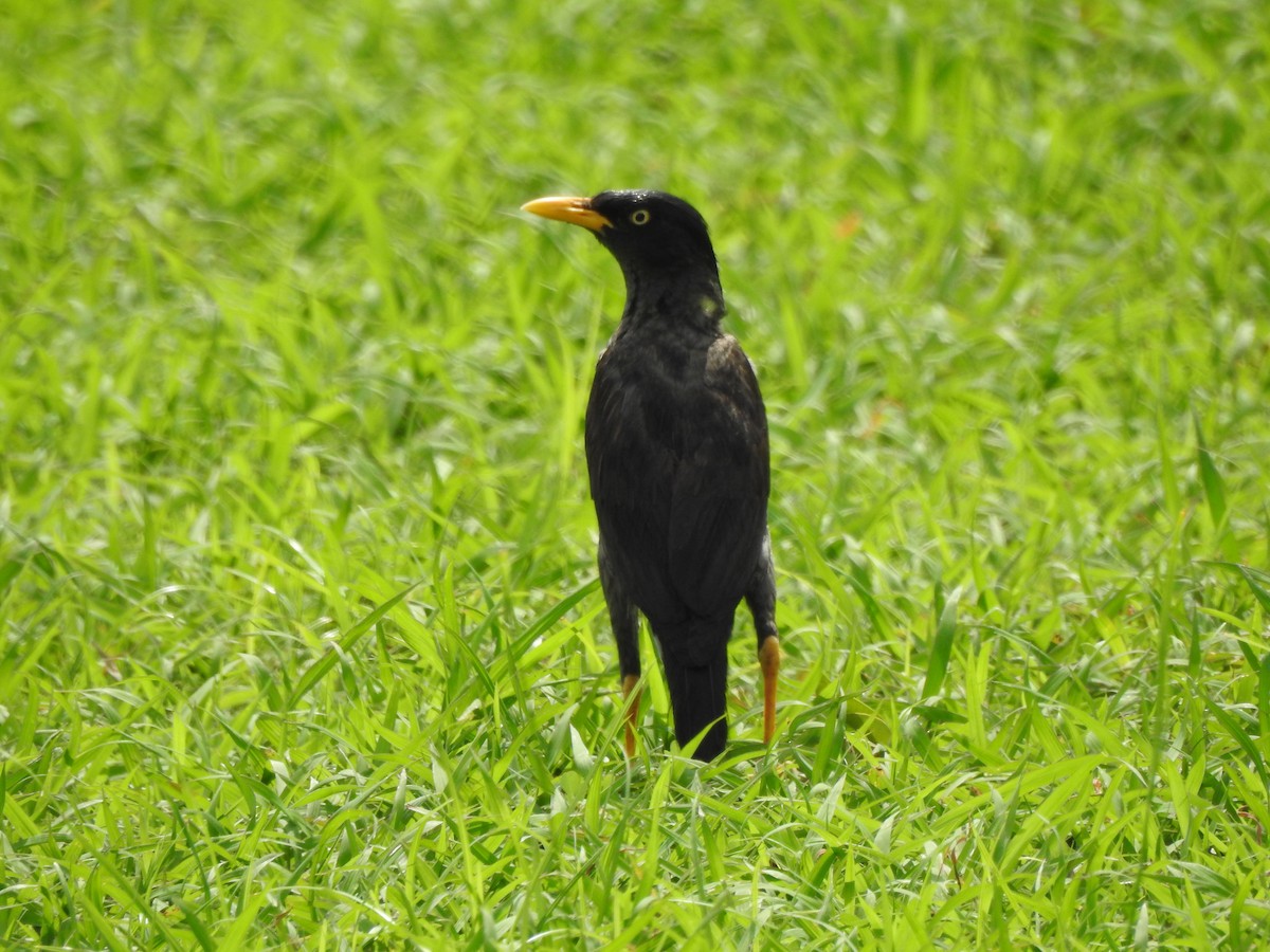 Javan Myna - ML614773987