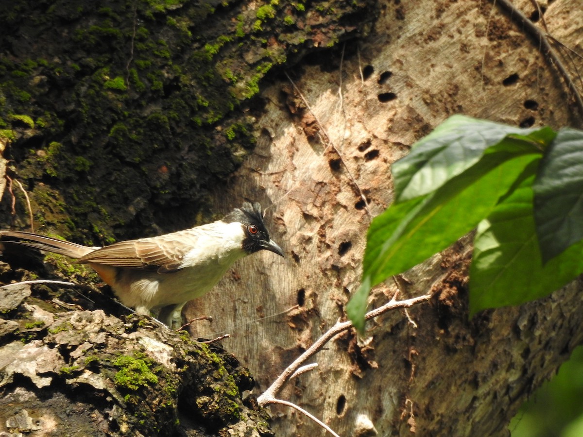 Sooty-headed Bulbul - ML614773989