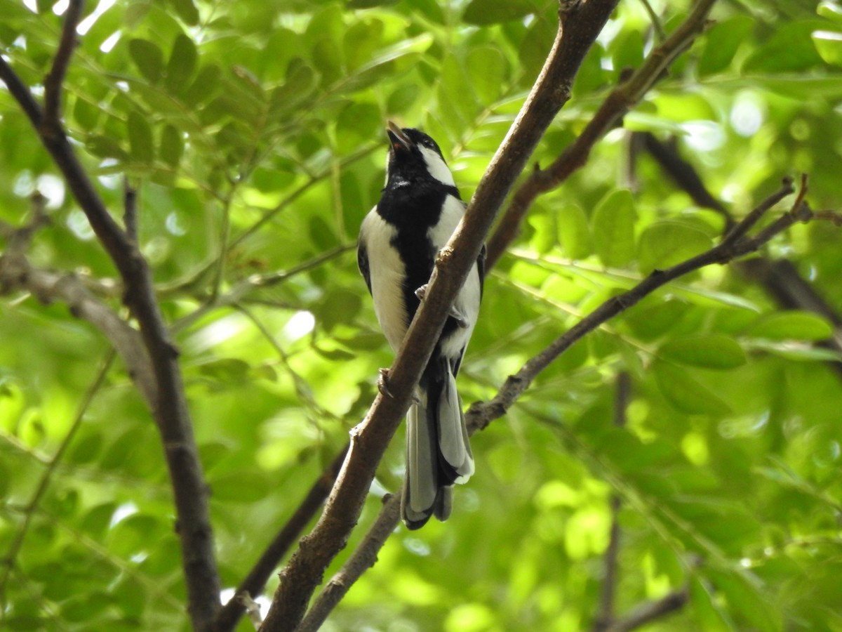 Asian Tit (Cinereous) - ML614773991