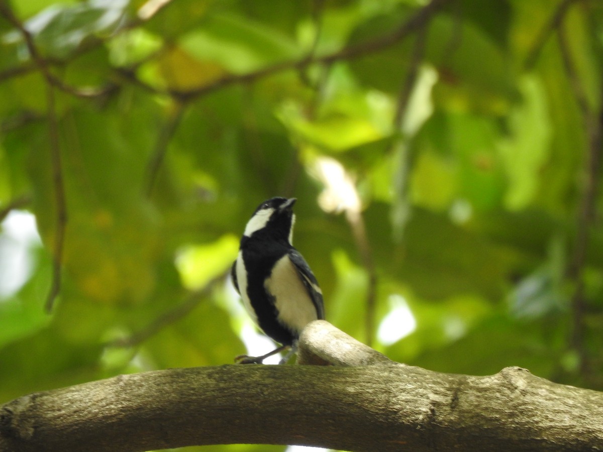 Asian Tit (Cinereous) - ML614773992