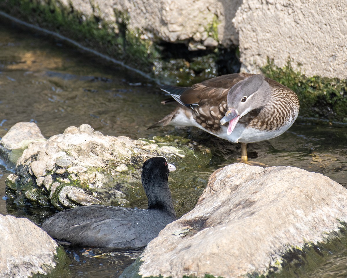 Mandarin Duck - ML614774013