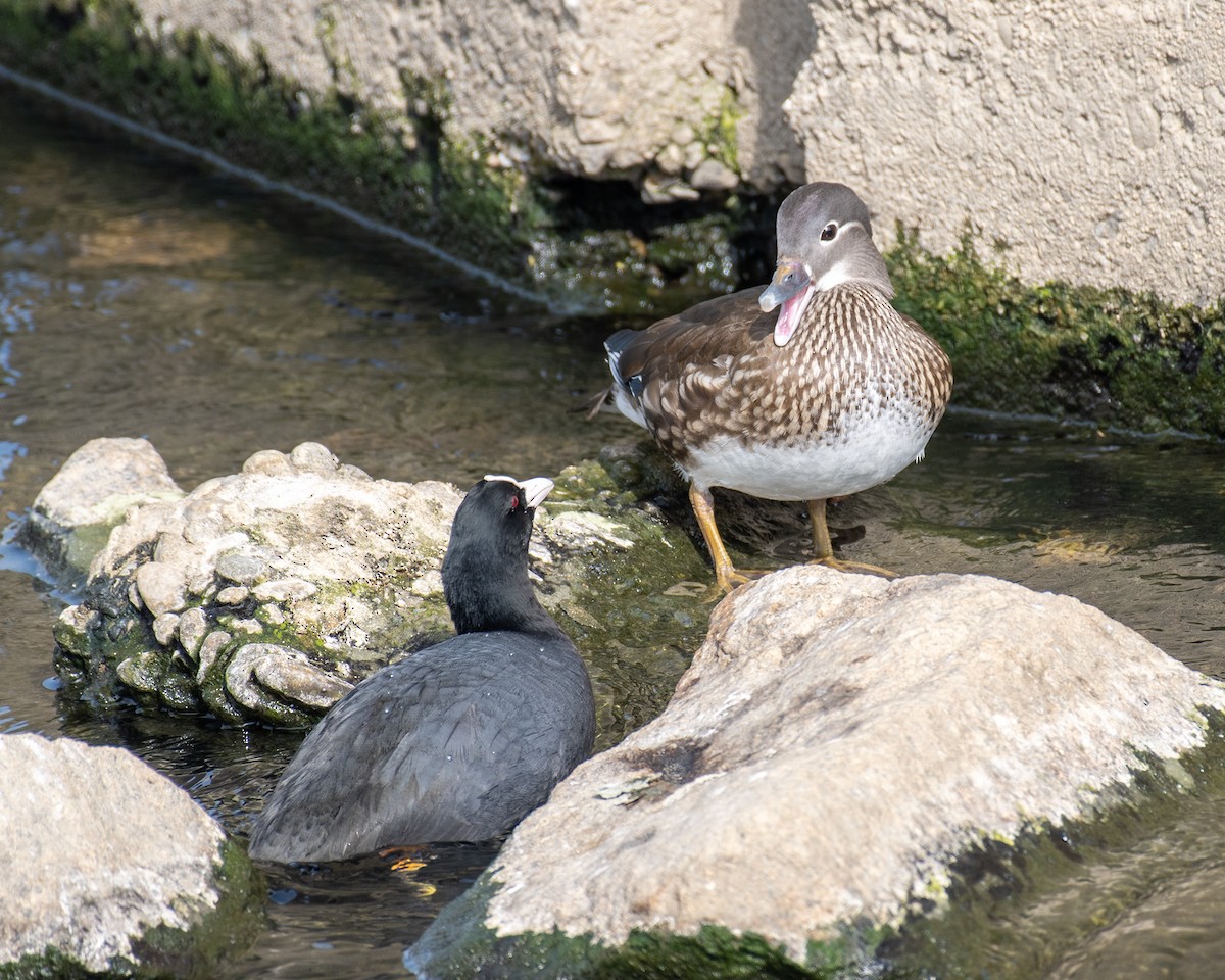 Mandarin Duck - ML614774014