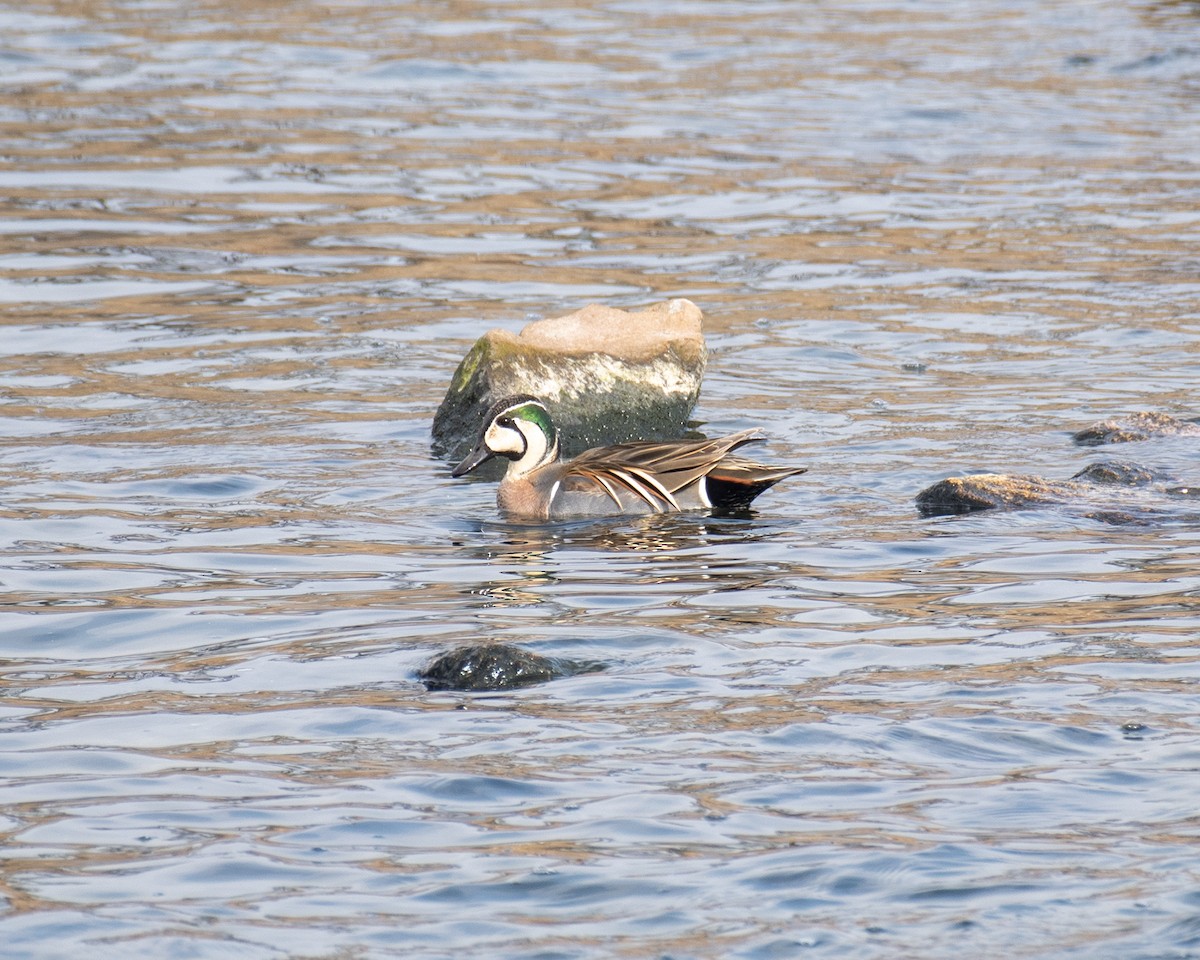 Baikal Teal - ML614774018