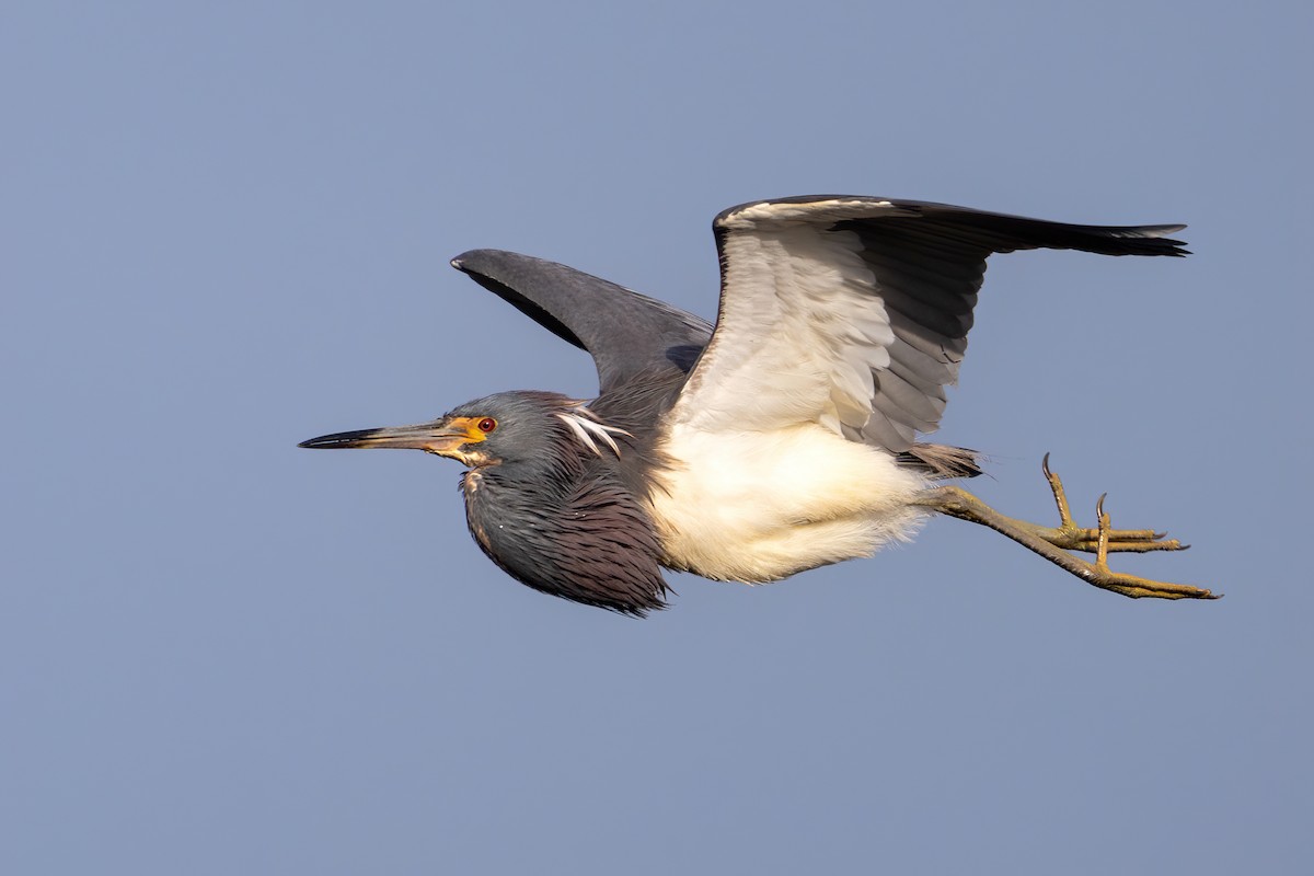 Tricolored Heron - ML614774050