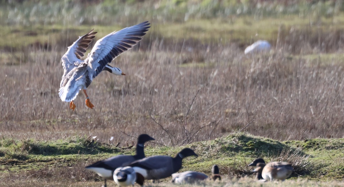 Bar-headed Goose - ML614774054