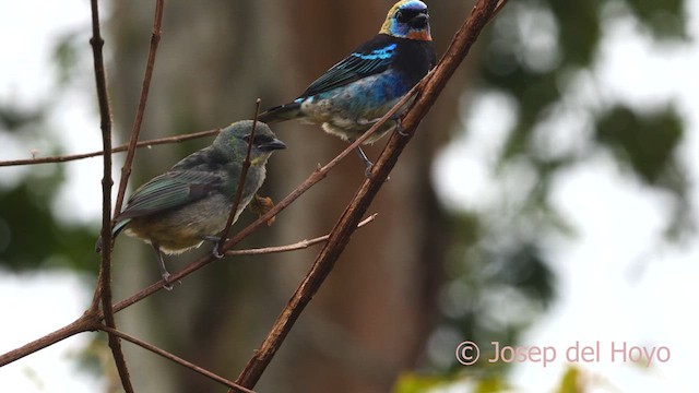 Golden-hooded Tanager - ML614774075