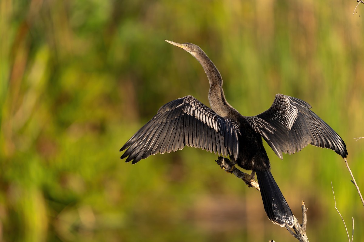 Anhinga - ML614774080