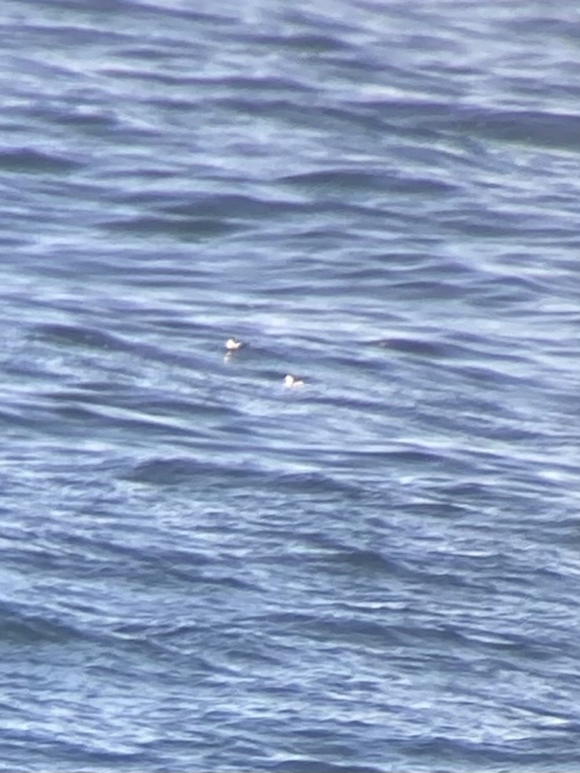 Marbled Murrelet - ML614774084