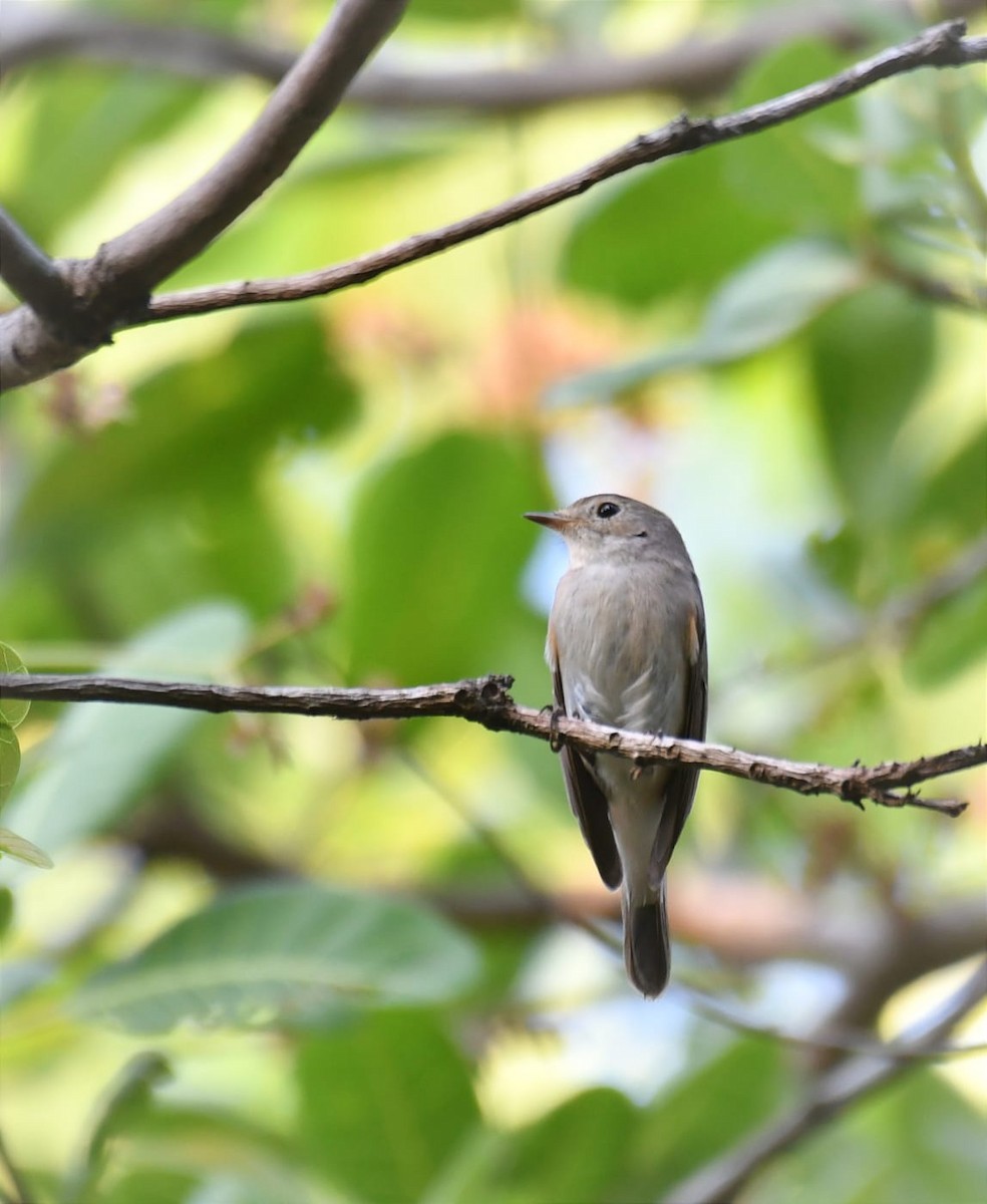 Taiga Flycatcher - ML614774107