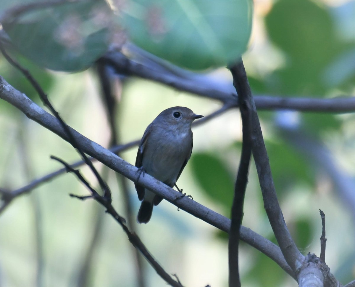 Taiga Flycatcher - ML614774108