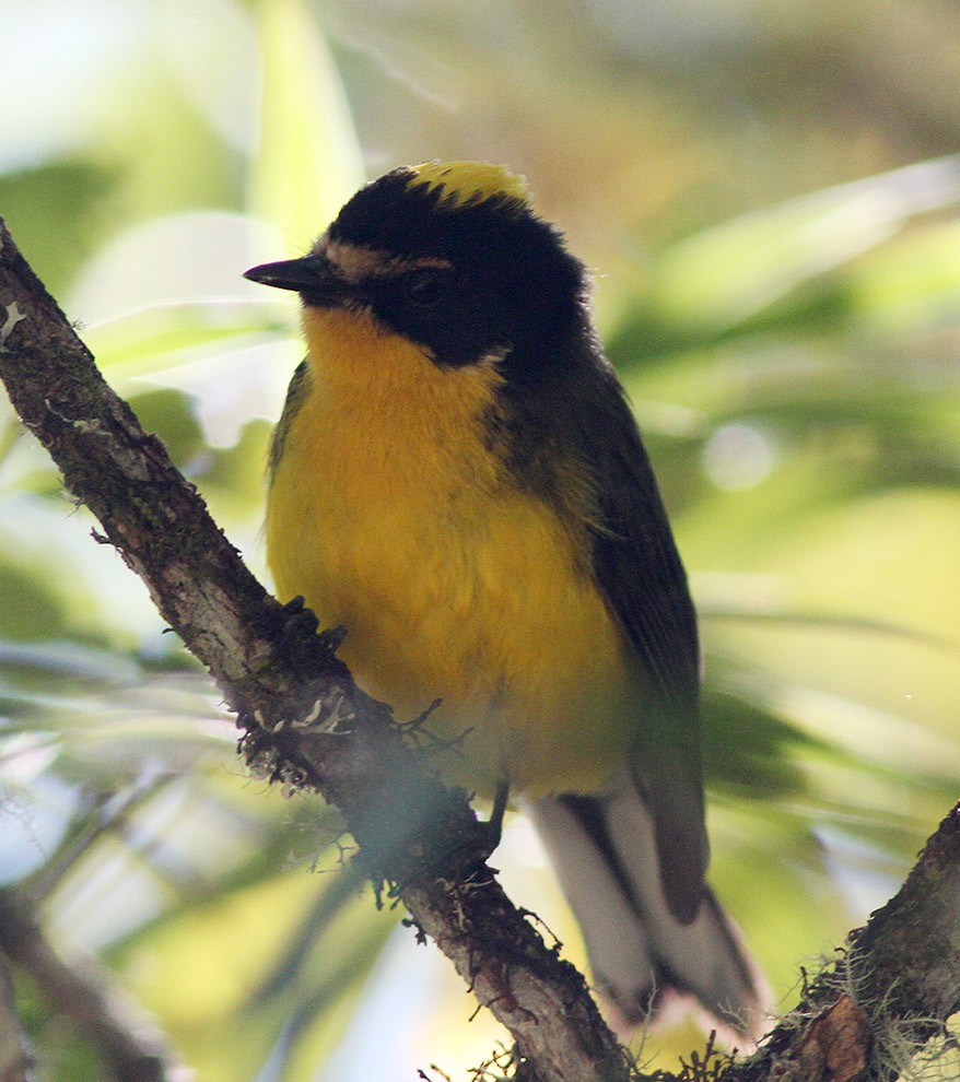 Yellow-crowned Redstart - ML61477411