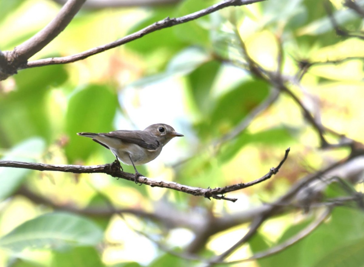 Taiga Flycatcher - ML614774110