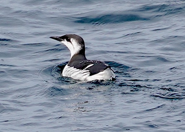 Common Murre - Ryan Serio