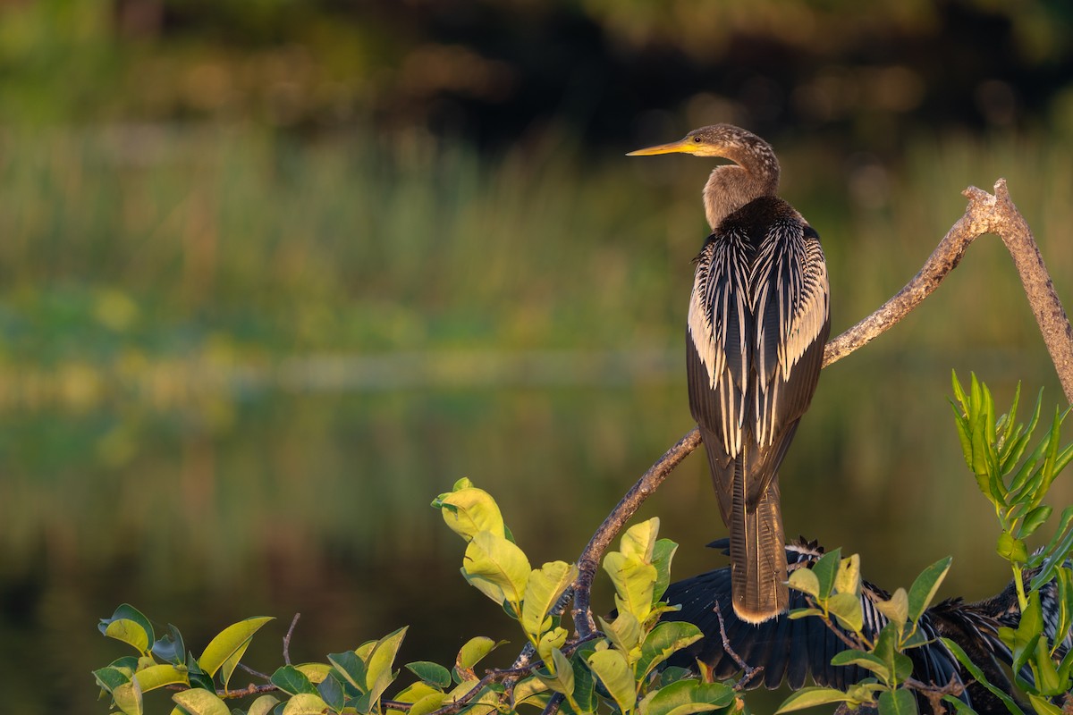 Amerika-Schlangenhalsvogel - ML614774134