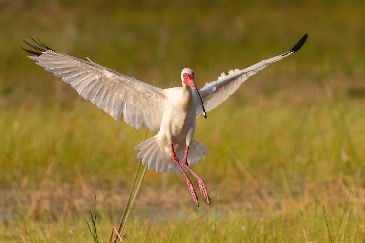 White Ibis - Alicia Ambers