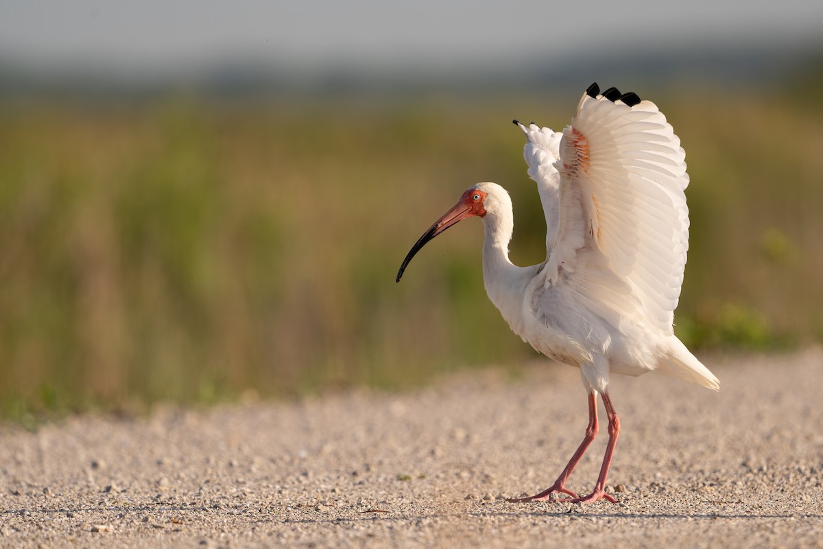 White Ibis - ML614774198