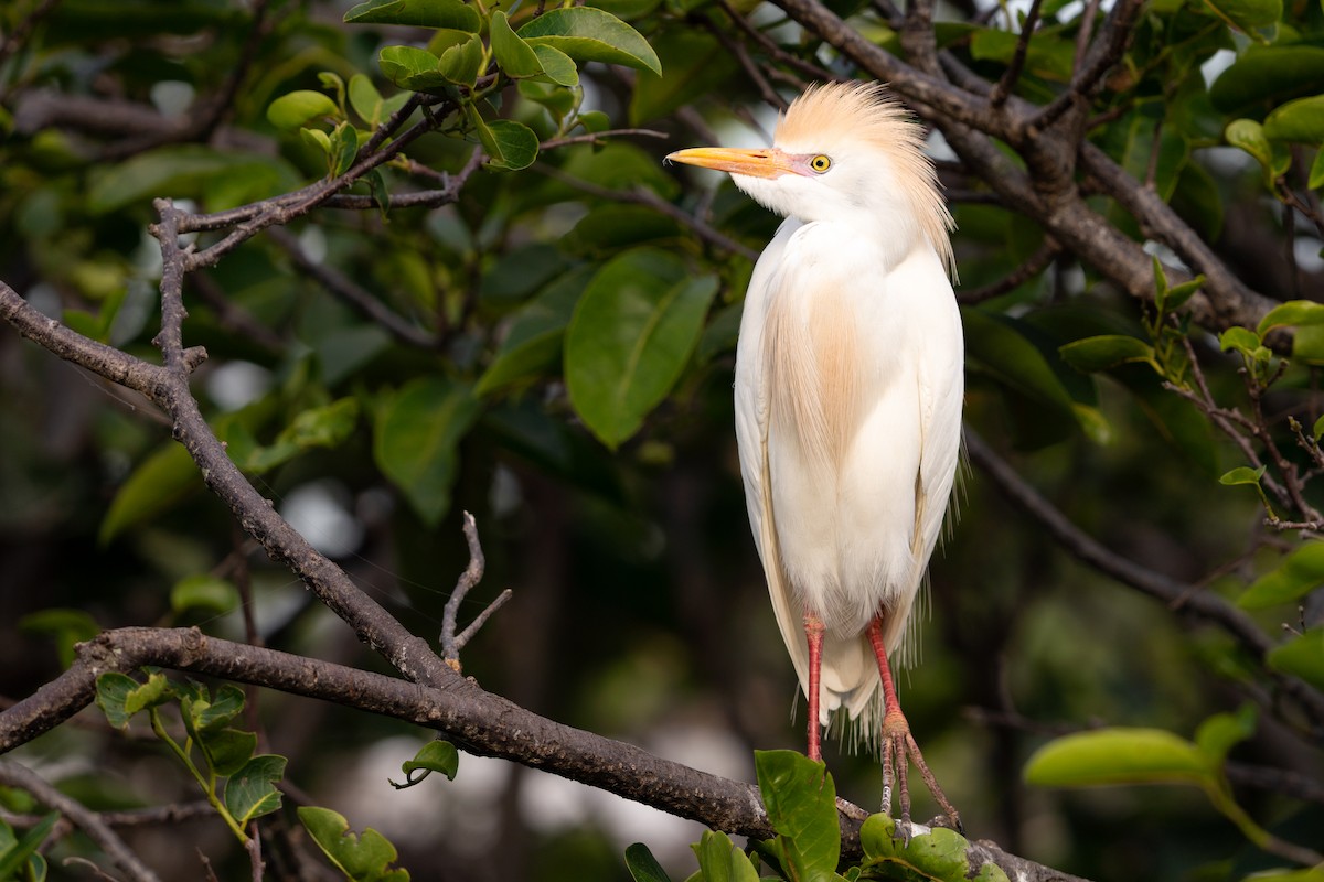 Western Cattle Egret - Alicia Ambers