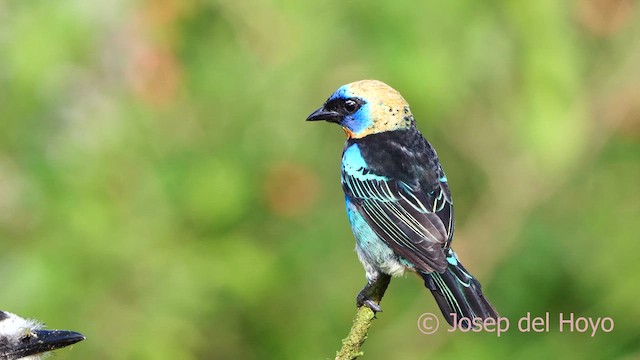 Golden-hooded Tanager - ML614774285