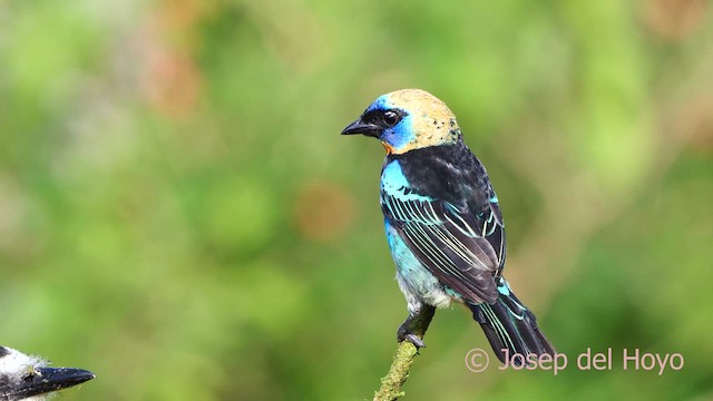 Golden-hooded Tanager - ML614774285