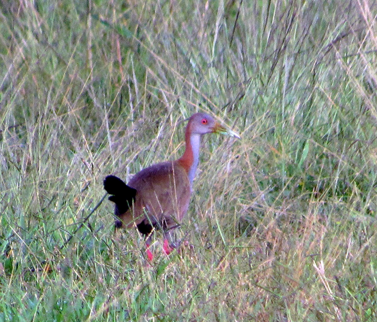 Giant Wood-Rail - ML614774302