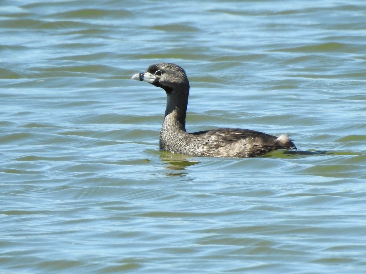 Pied-billed Grebe - ML614774315