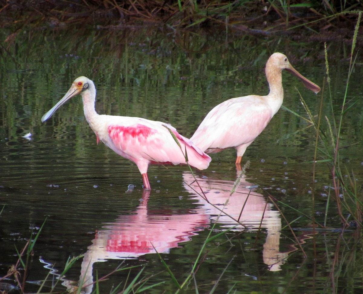 Roseate Spoonbill - DEBORA MELO