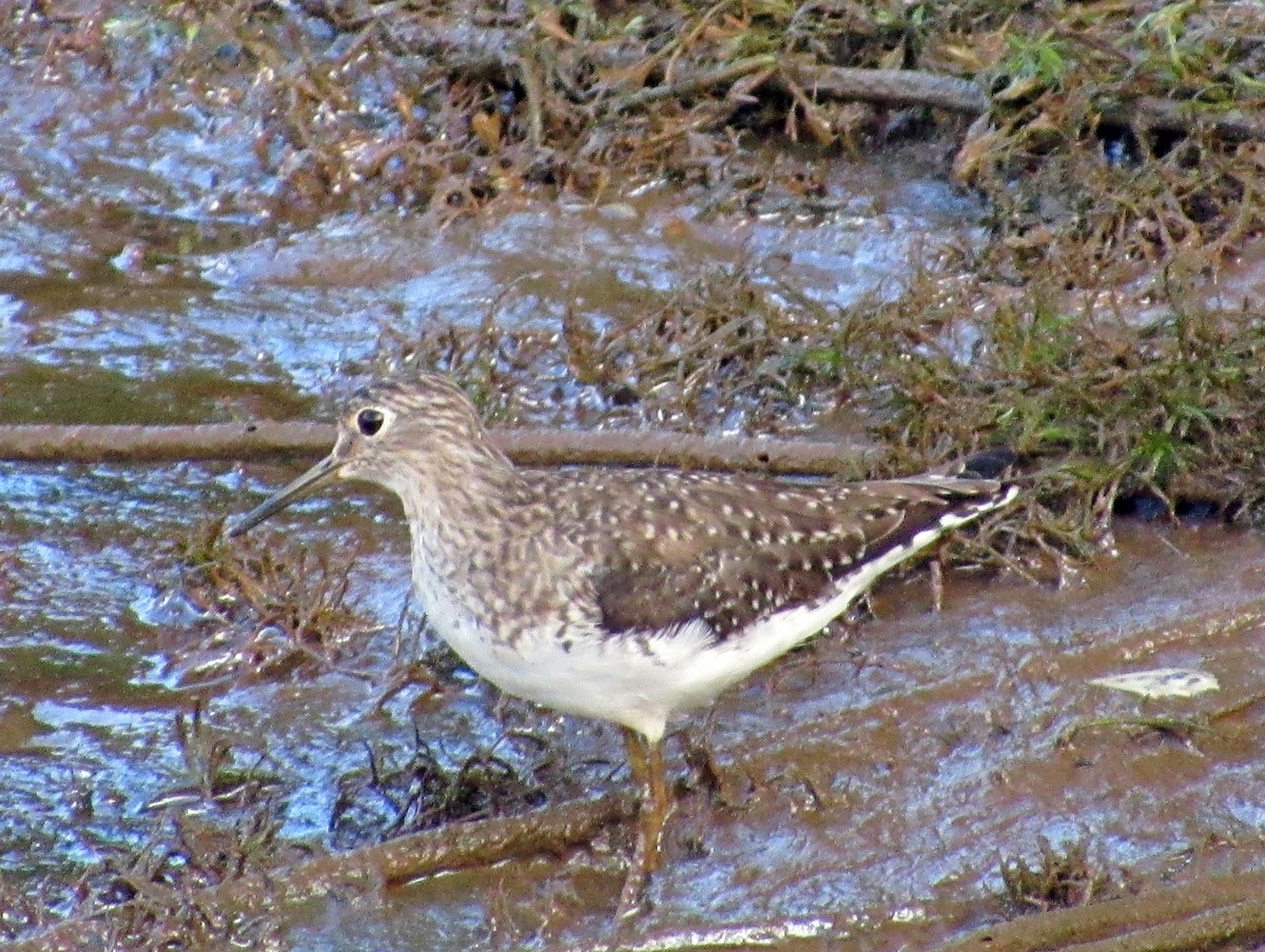 Solitary Sandpiper - ML614774325