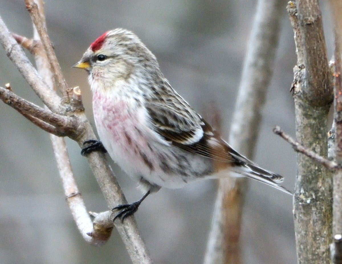 Hoary Redpoll - ML614774357