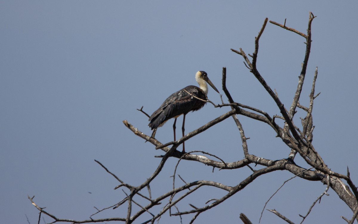 Asian Woolly-necked Stork - ML614774358
