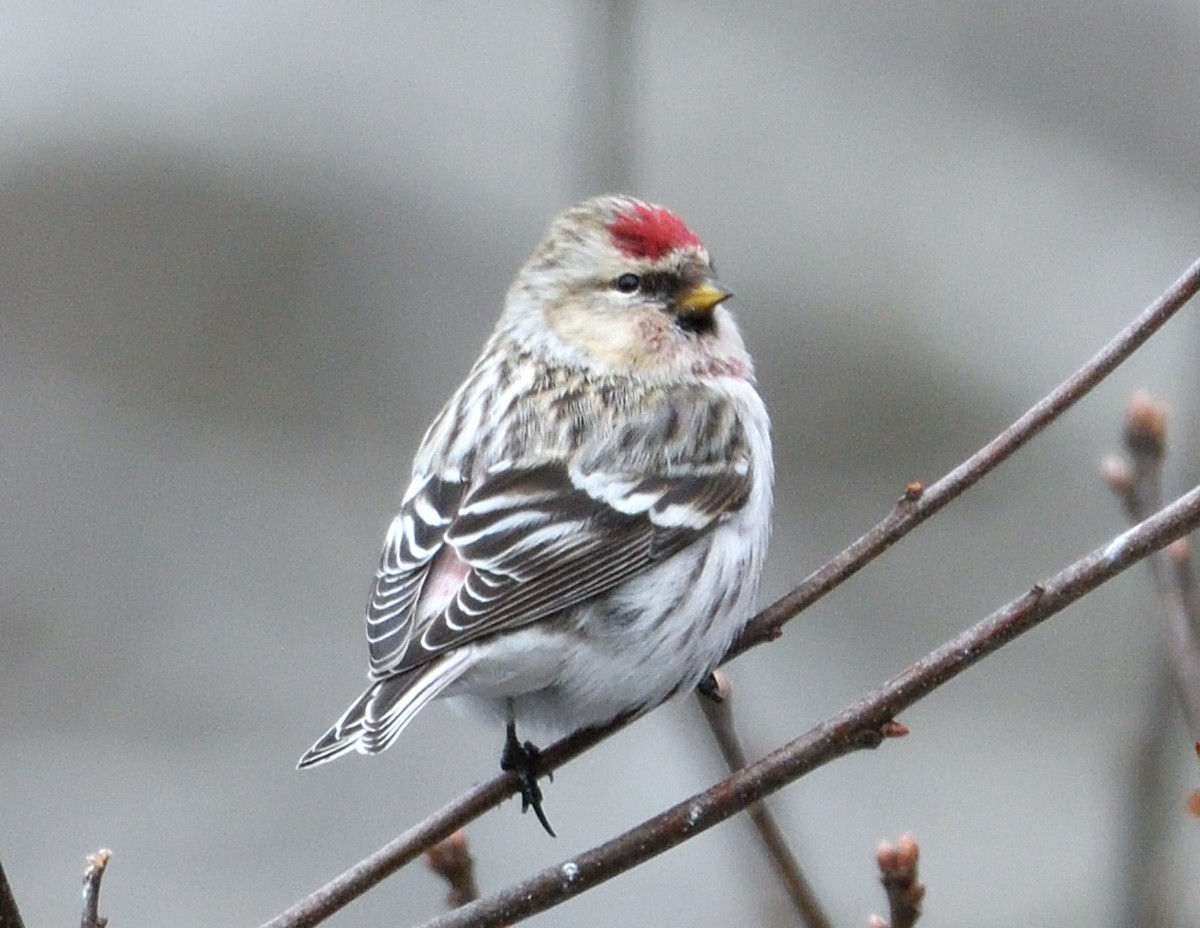 Hoary Redpoll - ML614774360