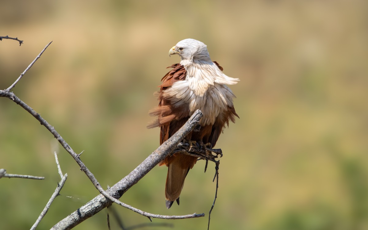 Brahminy Kite - ML614774361