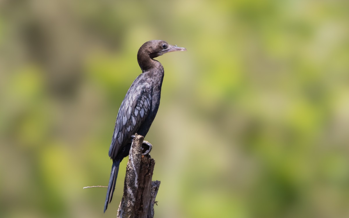 Little Cormorant - ML614774365