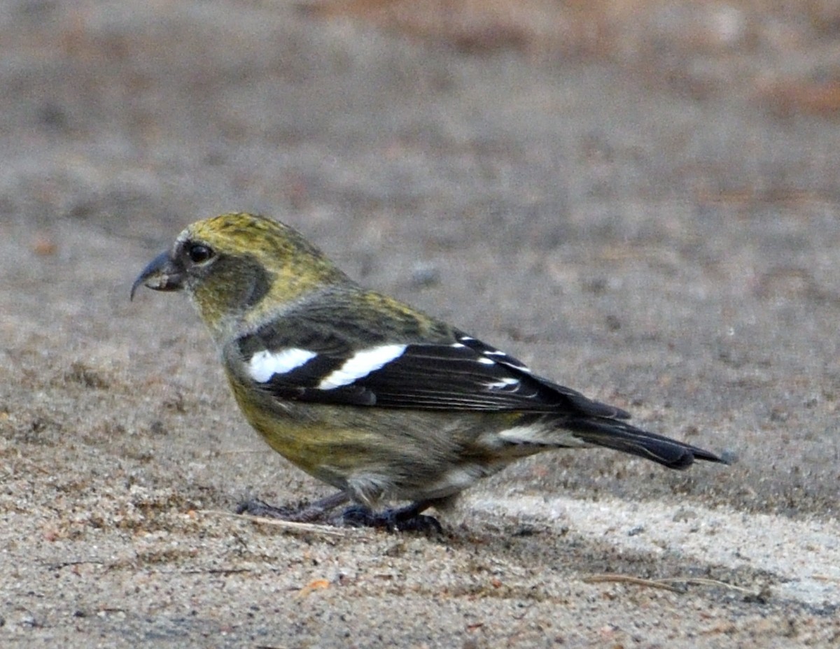 White-winged Crossbill - ML614774368