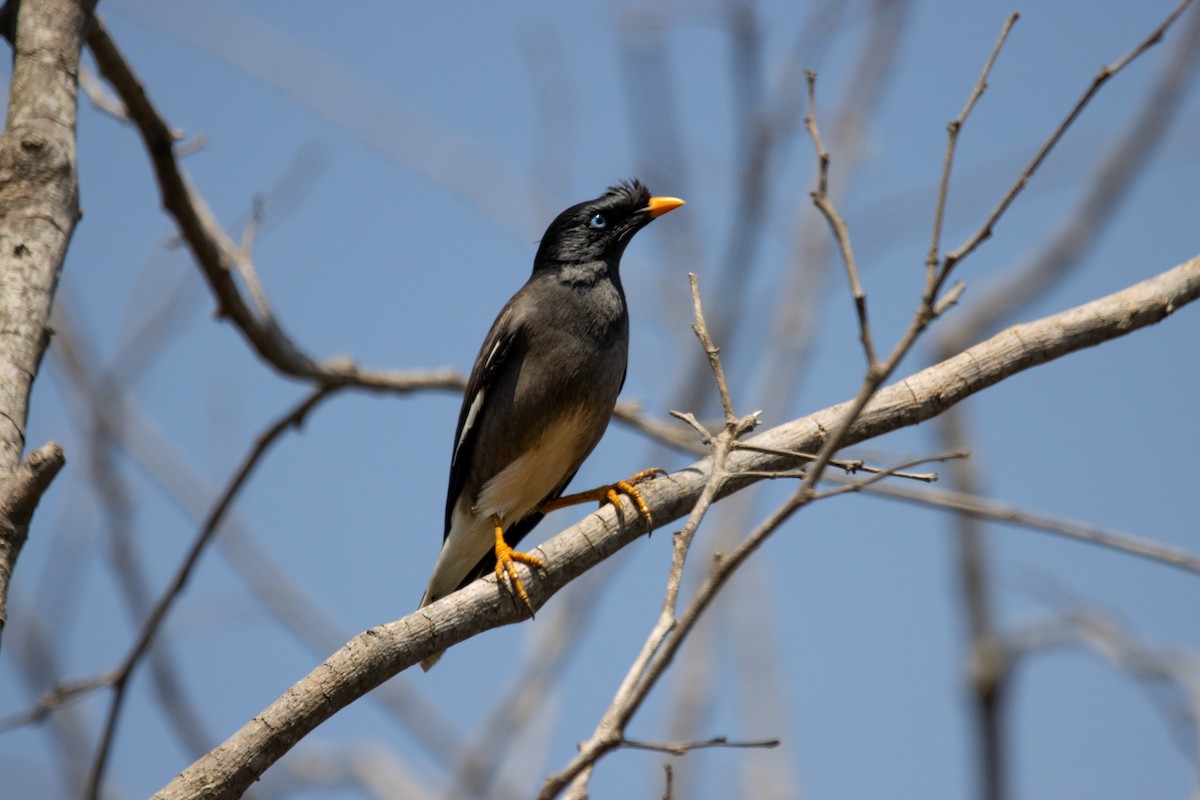 Jungle Myna - ML614774369