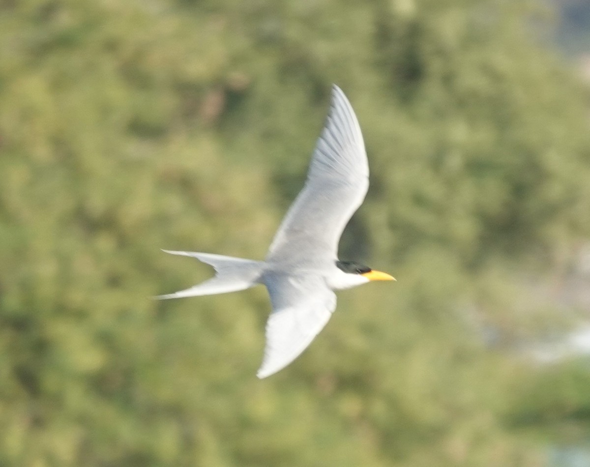 River Tern - ML614774397