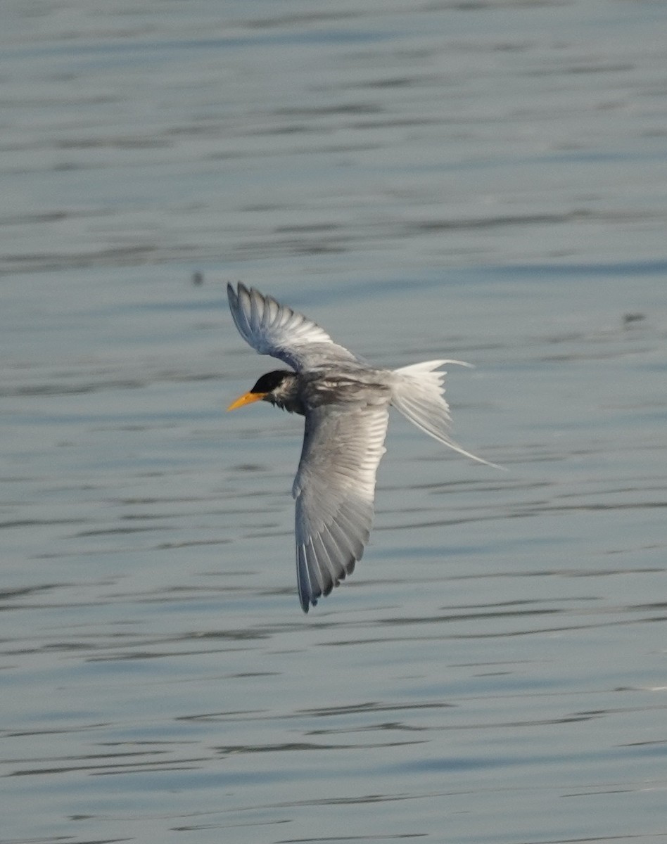 River Tern - ML614774399