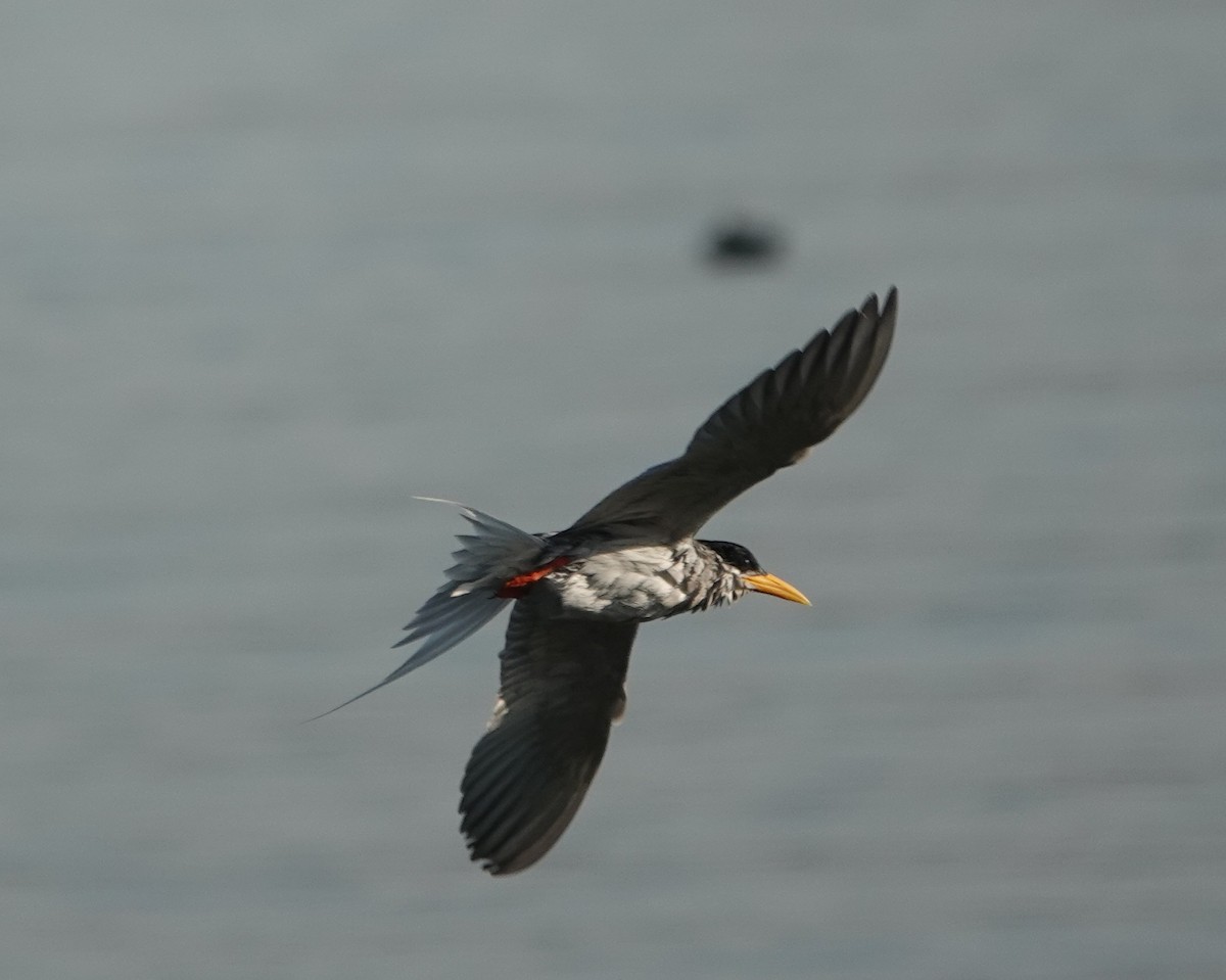 River Tern - ML614774402