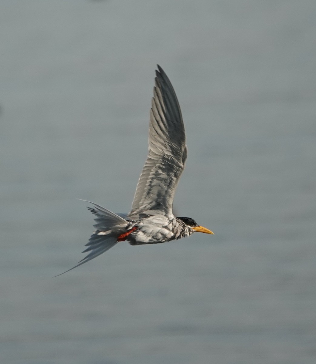 River Tern - ML614774404