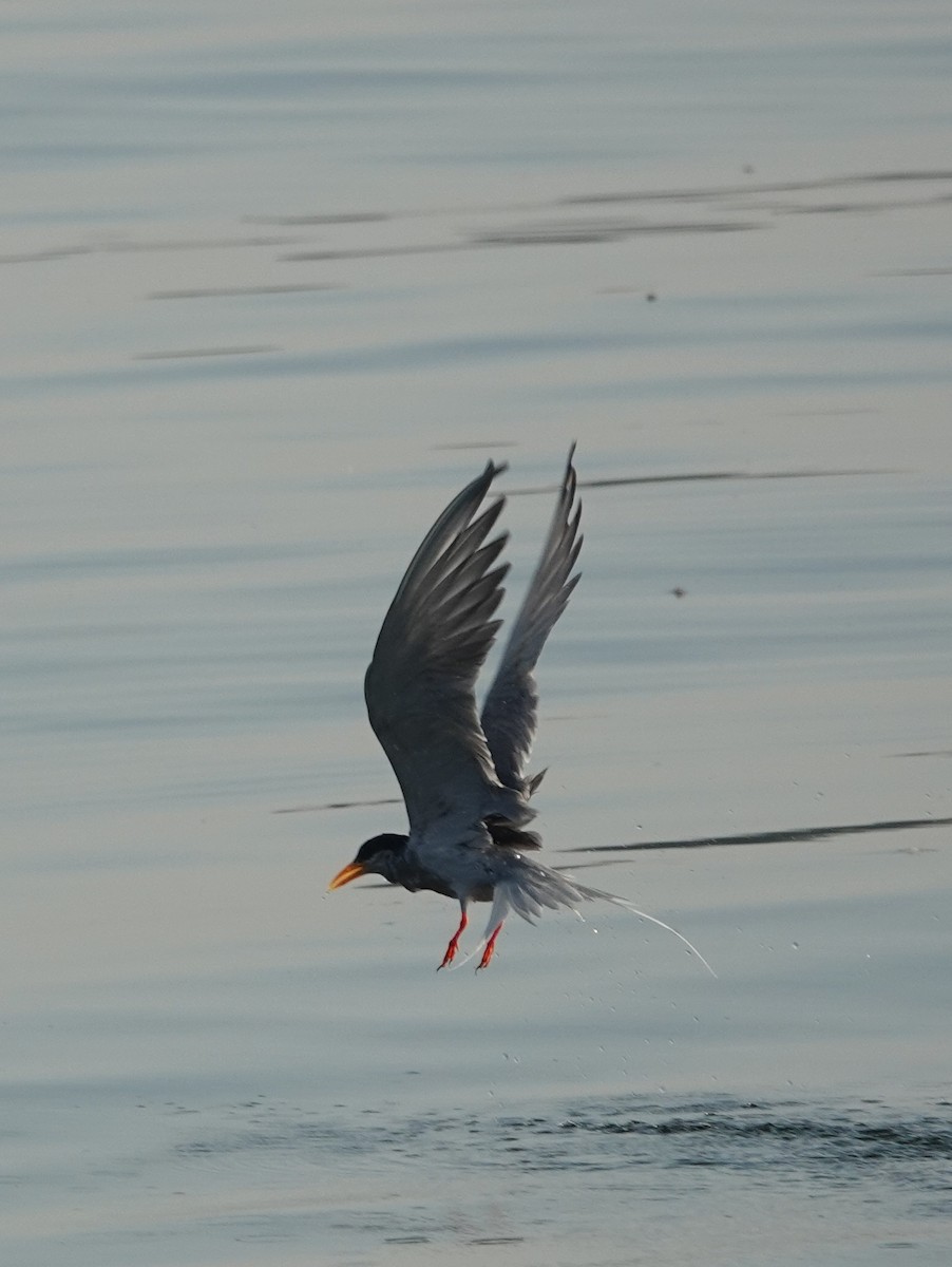 River Tern - ML614774406