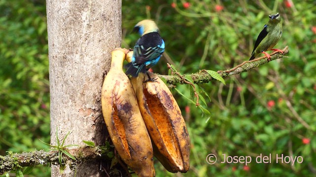 Golden-hooded Tanager - ML614774415