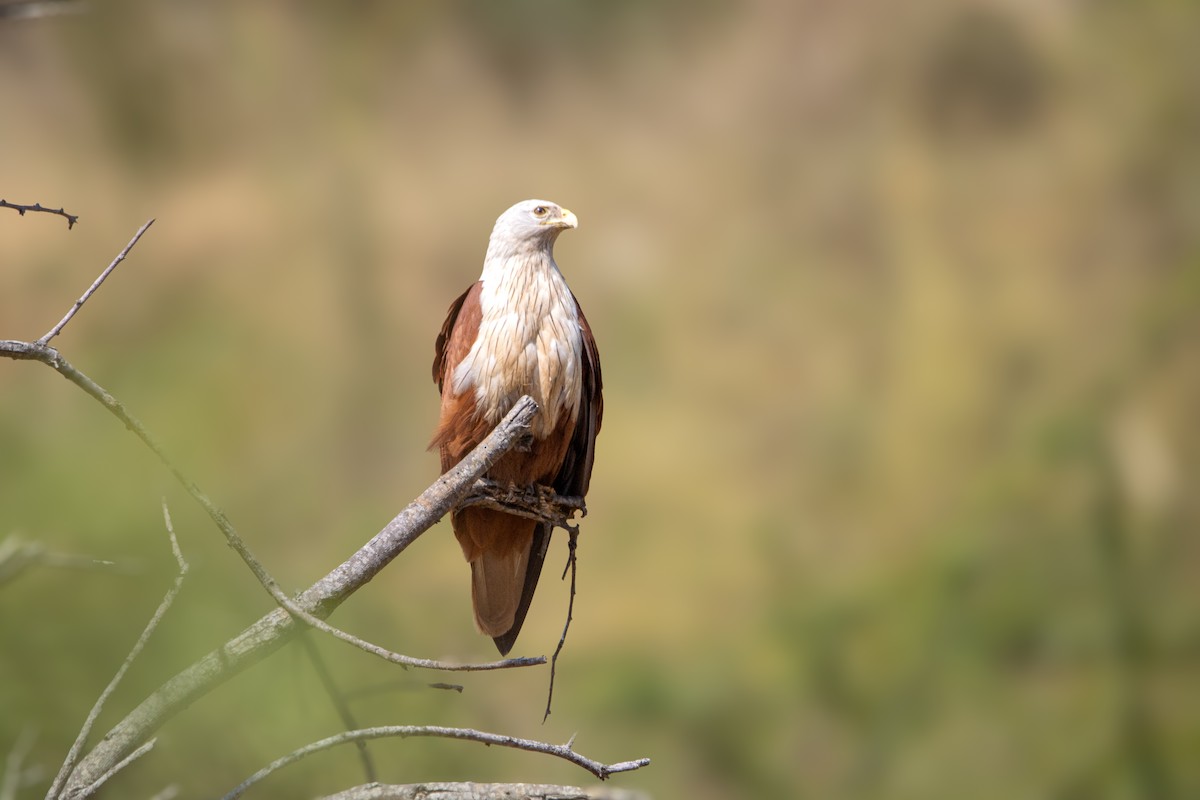Brahminy Kite - ML614774428