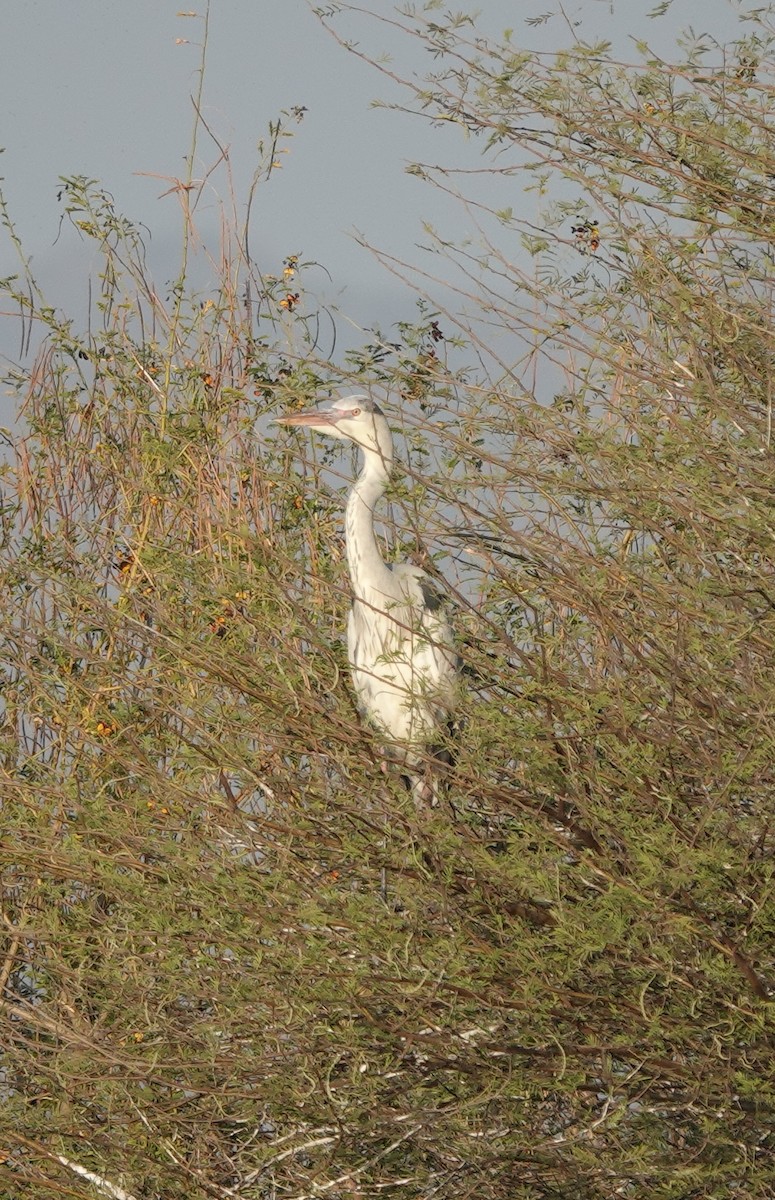 Gray Heron - ML614774515