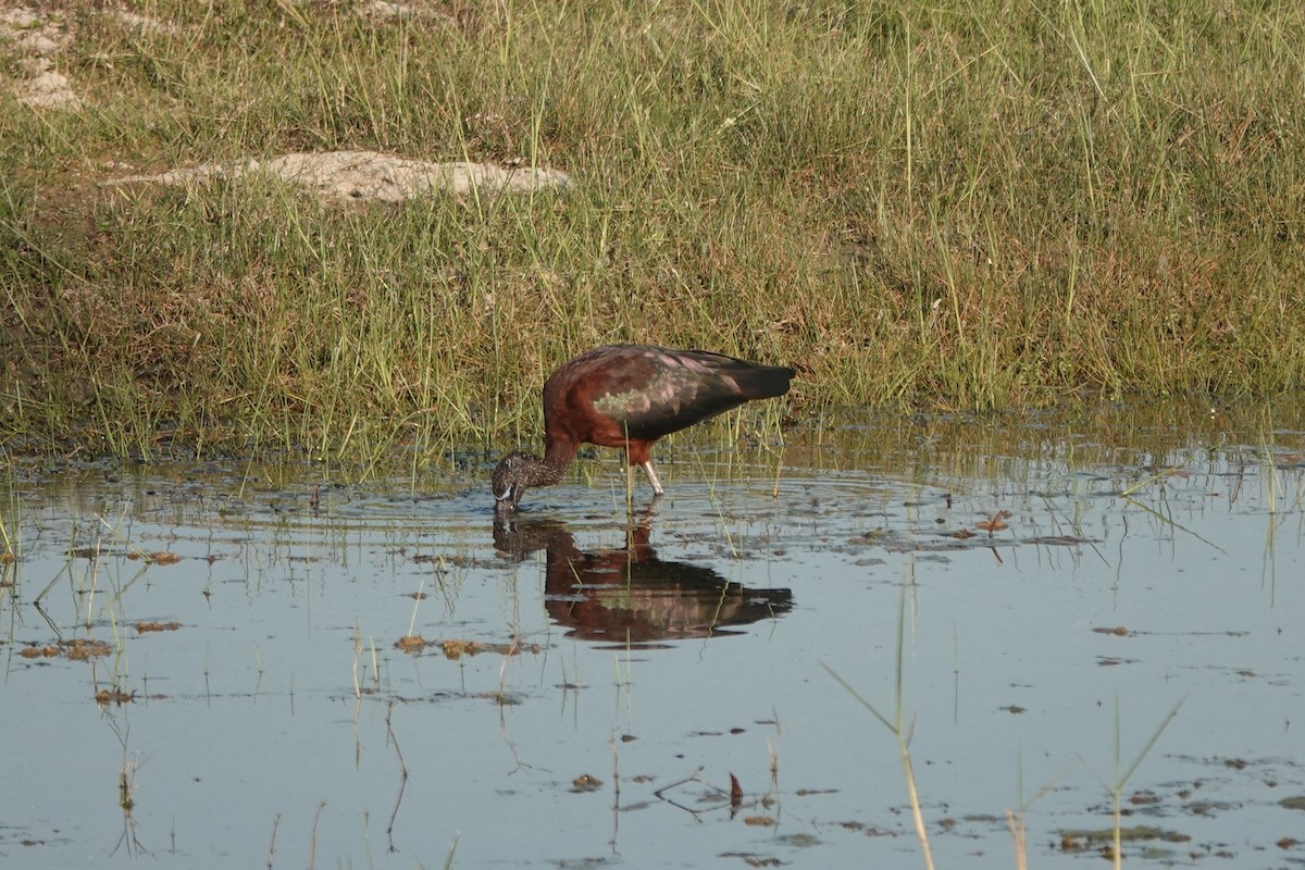 Glossy Ibis - ML614774534