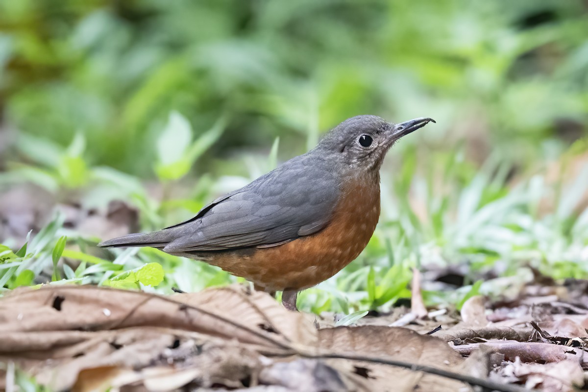 Everett's Thrush - ML614774551