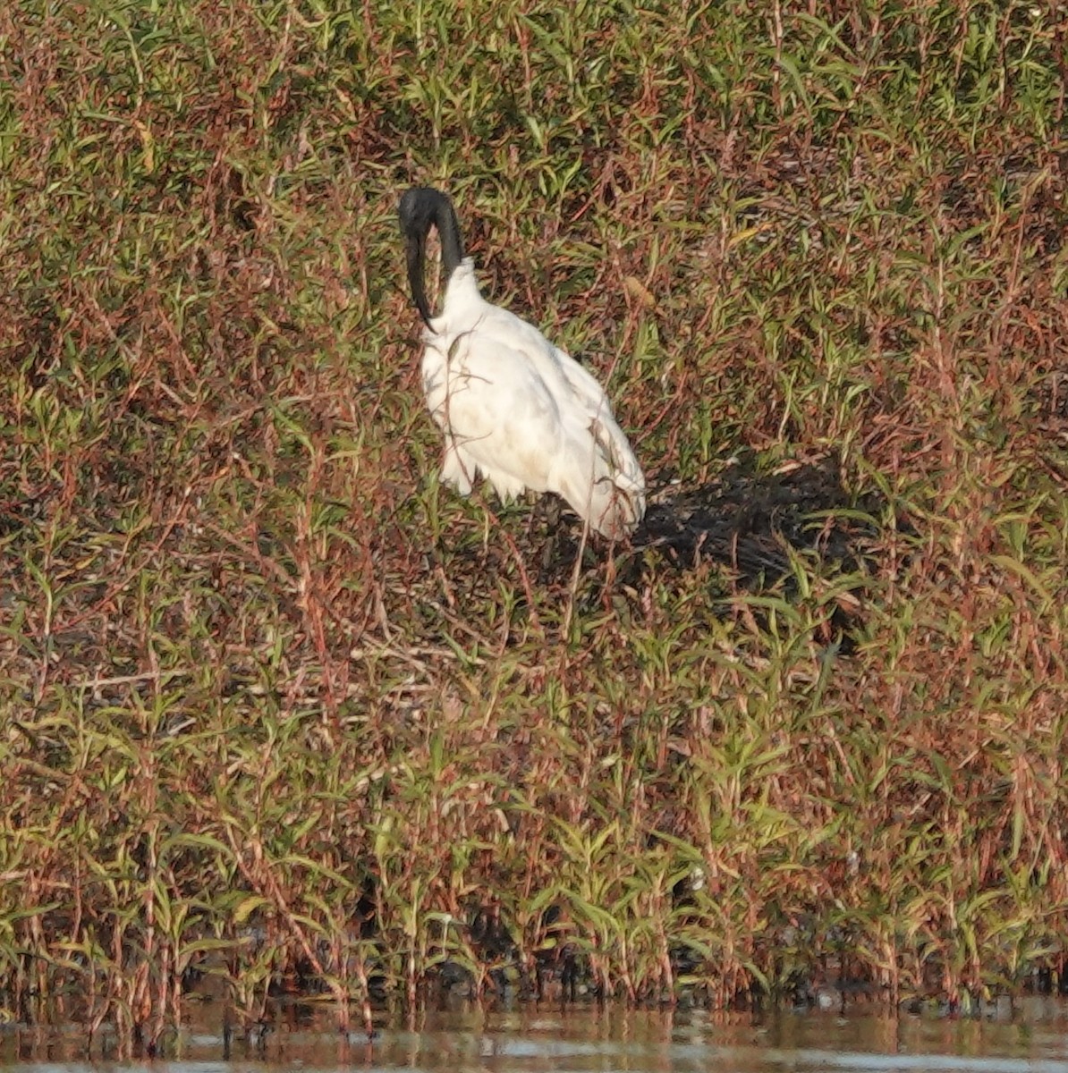ibis černohlavý - ML614774559