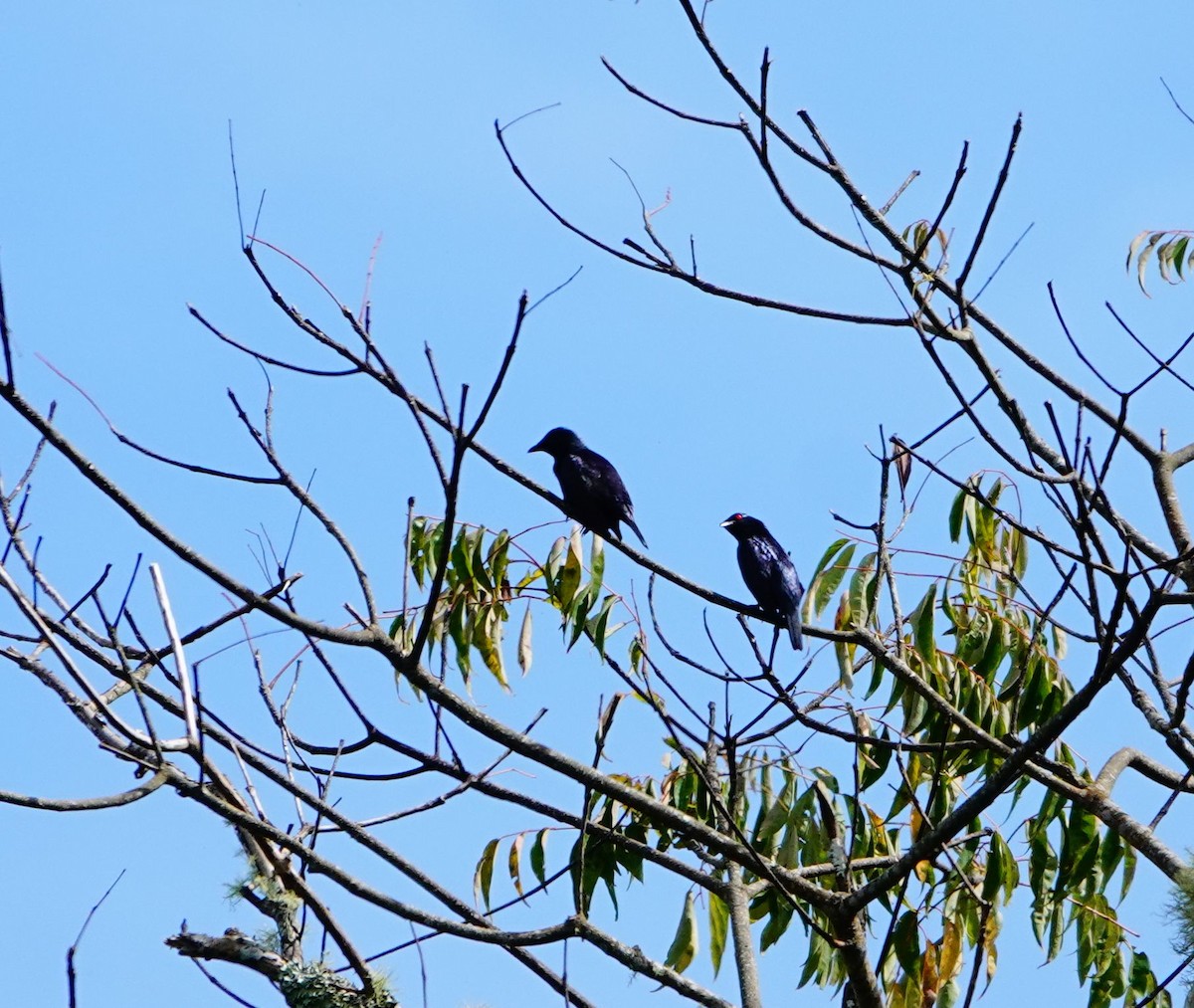 Short-tailed Starling - ML614774583